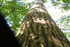 Calophyllum polyanthum